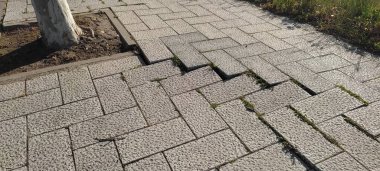 Bir ağaç yüzünden düz olmayan kaldırımlar.