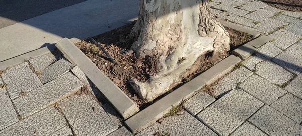 Brick sidewalk looking like waves as the roots of a tree push them up and disturbs the sidewalk — стоковое фото