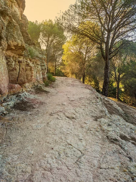 Yol orman ve bir sürü farklı bitki. 