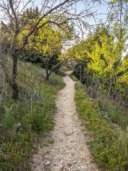 Yol orman ve bir sürü farklı bitki. 