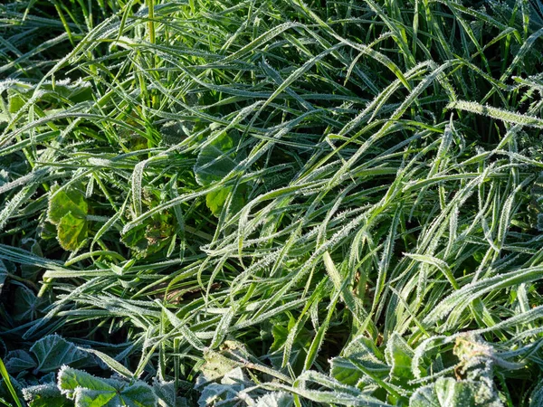 Κατεψυγμένο γρασίδι το χειμώνα σε ένα λιβάδι — Φωτογραφία Αρχείου