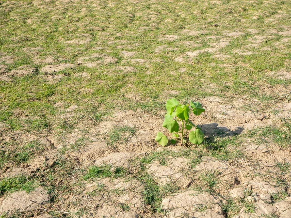 I campi sono asciutti, il terreno è rotto e l'erba — Foto Stock