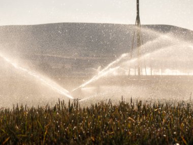 Ekolojik tarım bitkilerindeki sulama sistemi. HD resim