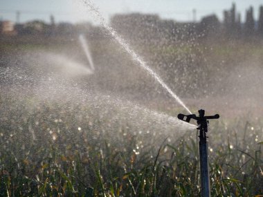 Ekolojik tarım bitkilerindeki sulama sistemi. HD resim