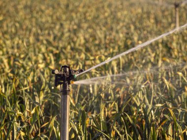Organik bir çiftlikte sulama alanı. Sürdürülebilirlik kavramı. Yüksek kalite fotoğraf