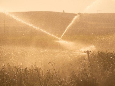 Ekolojik tarım bitkilerindeki sulama sistemi. HD resim