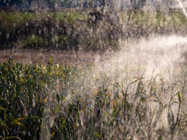 Ekolojik tarım bitkilerindeki sulama sistemi. HD resim