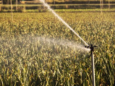 Ekolojik tarım bitkilerindeki sulama sistemi. HD resim