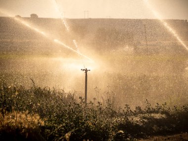 Ekolojik tarım bitkilerindeki sulama sistemi. HD resim