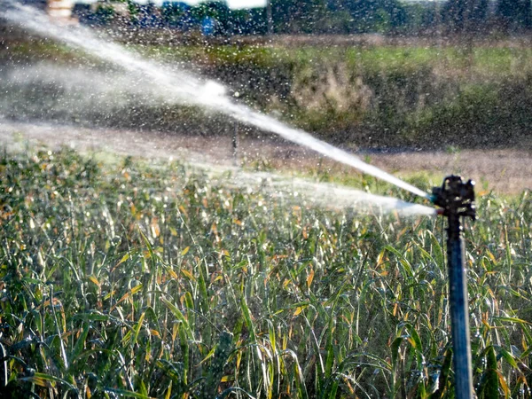 Irrigation System Ecological Seedling Agricultural Plants Image — Stock Photo, Image