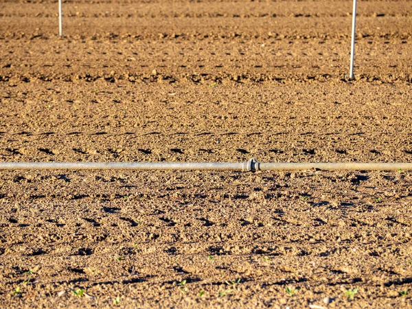 Bewässerungssystem Ökologischen Sämlingspflanzen Bild — Stockfoto