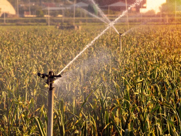 Bevattningssystem För Ekologiska Fröplantor Bild Stockbild