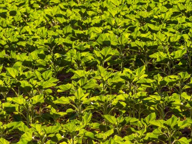 Gün doğumunda organik ayçiçeği tarlası. Organik konsept. Merkez resmi