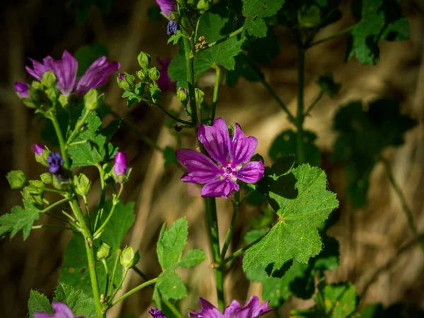 Mauve Spring Field Storm Image — Stock fotografie