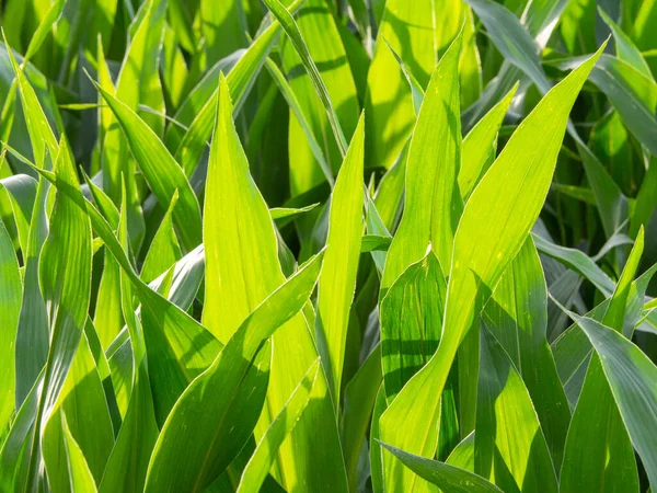 Corn Plantation Organic Farming Solar Panel Field Ecological Concept — Stockfoto