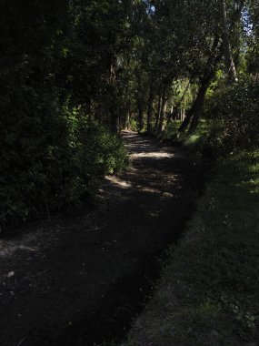 İklim değişikliğinden dolayı kurak bir ormanın yolu... 