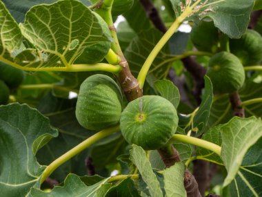 figs on a Mediterranean fig tree in summer time. Healthy living concept. hd image