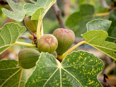 figs on a Mediterranean fig tree in summer time. Healthy living concept. HD image