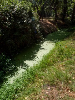 stagnant water with pollution and algae growing. Water problem and drought. HD image