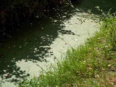 stagnant water with pollution and algae growing. Water problem and drought. HD image