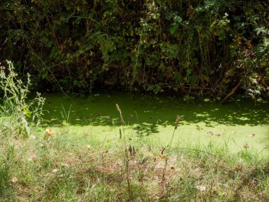 stagnant water with pollution and algae growing. Water problem and drought. HD image