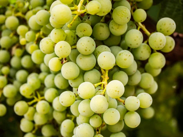 Wine Grapes Vineyard Spain Healthy Eating Concept Image — ストック写真