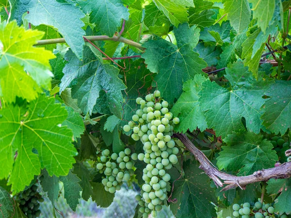 wine grapes in a vineyard in Spain. Healthy eating concept. HD image