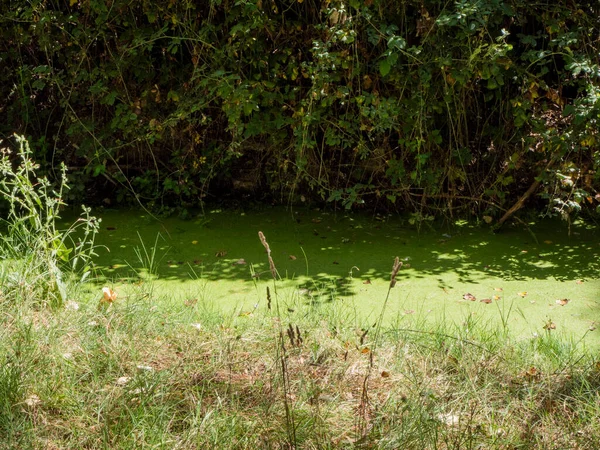 stagnant water with pollution and algae growing. Water problem and drought. HD image