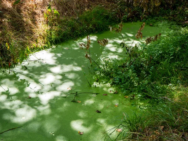 stagnant water with pollution and algae growing. Water problem and drought. HD image