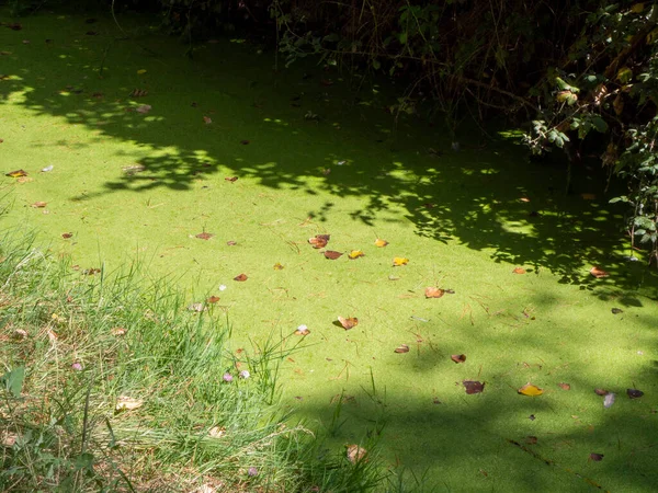 stagnant water with pollution and algae growing. Water problem and drought. HD image