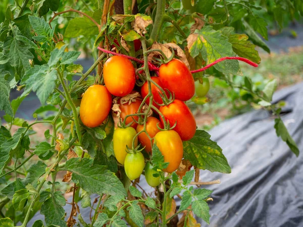 Tomato Planting Organic Sustainable Plantation Image — Stock Photo, Image