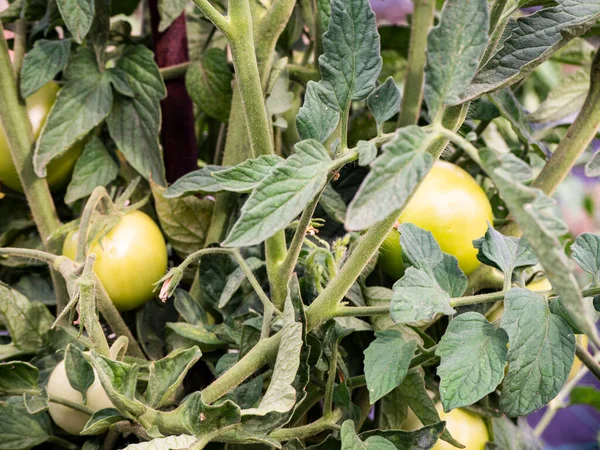 Tomato Planting Organic Sustainable Plantation Image — Stock Photo, Image