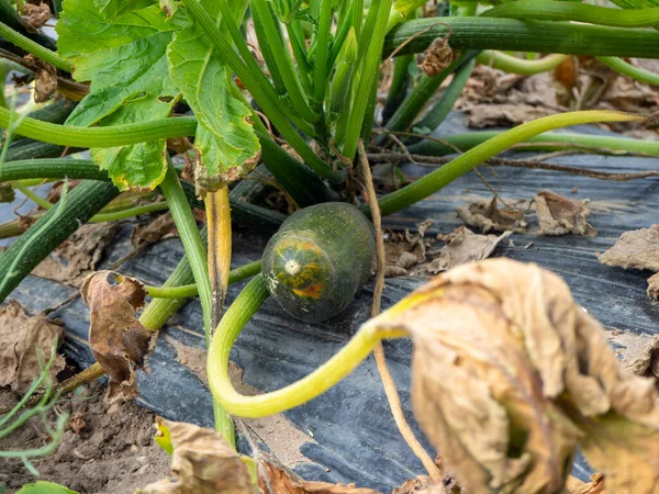 Zucchini Organic Sustainable Crop Plantation Image — Stock Photo, Image