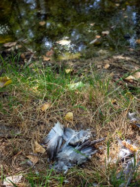 stagnant water with pollution and algae growing. Water problem and drought. HD image