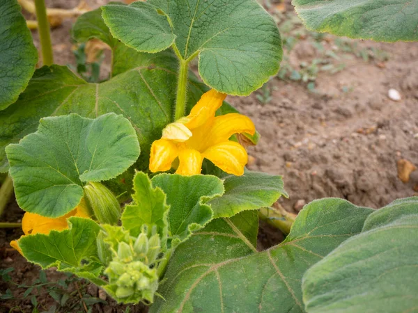 Zucchini Organic Sustainable Crop Plantation Image — Stock Photo, Image