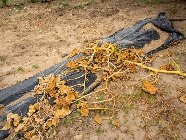 Drought Vegetable Plantation Due Climate Change Image — Stockfoto