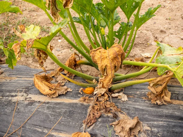 Drought Vegetable Plantation Due Climate Change Image — Stock Photo, Image