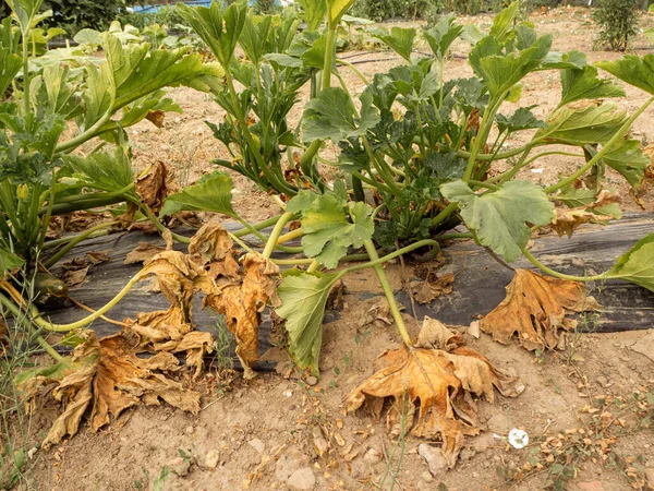 Drought Vegetable Plantation Due Climate Change Image — Stock Photo, Image