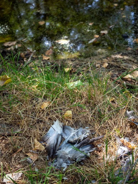 stagnant water with pollution and algae growing. Water problem and drought. HD image