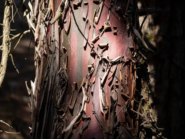 Текстура Ствола Кипариса Изображении Хвойного Леса — стоковое фото