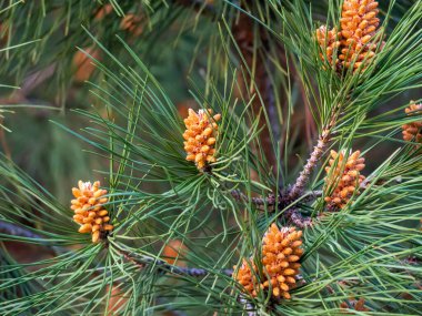 group of stone pine seeds in coniferous forest. hd image