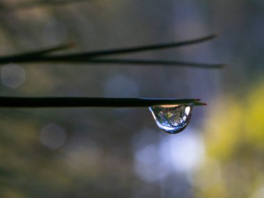 water droplets hanging from a thorn leaf of a tree. hd image