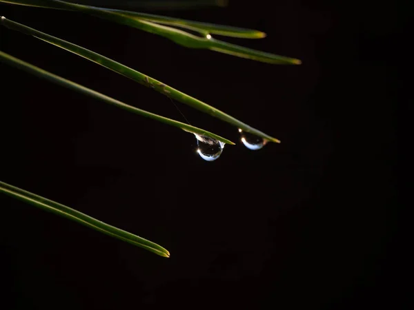 Water Droplets Hanging Thorn Leaf Tree Image —  Fotos de Stock