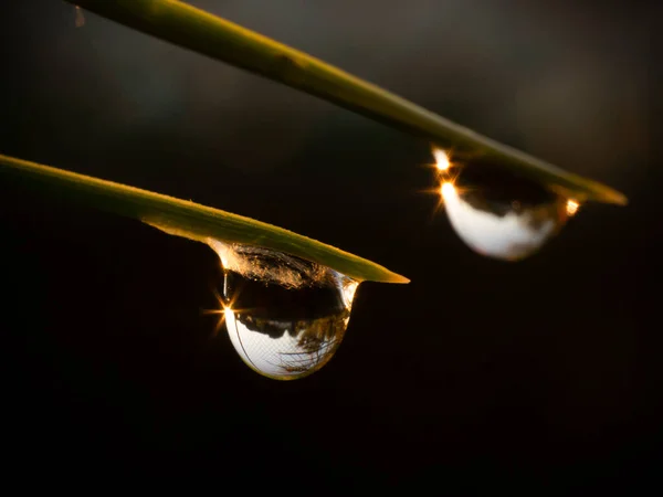 Water Droplets Hanging Thorn Leaf Tree Image — 图库照片