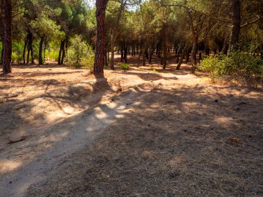 trail in a forest in summer. Healthy living and lifestyle concept High quality photo
