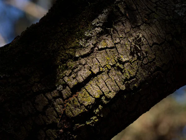 Texture Dry Tree Summer Texture Resources Image — Stock Photo, Image