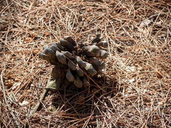 Pinus Pinea Pine Cone Summer Flowering High Quality Photo — Stockfoto