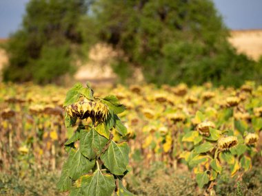 sunflower isolated from the group. concept of loneliness and social problems. hd image