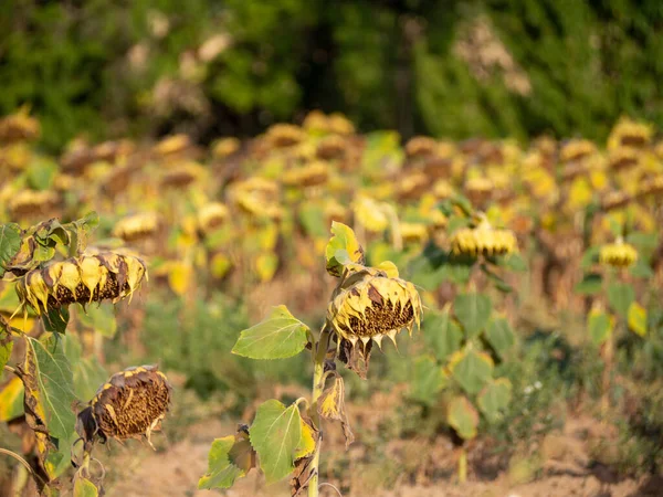 sunflower field dried up due to global change la seguia hd image