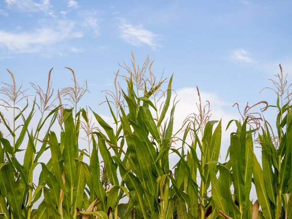 corn plant over a stormy sky. Ecology concept hd image